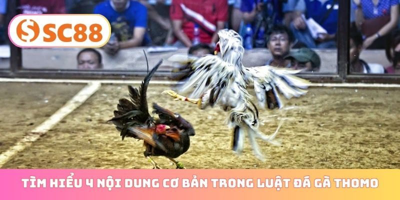 Tìm hiểu 4 nội dung cơ bản trong luật đá gà Thomo